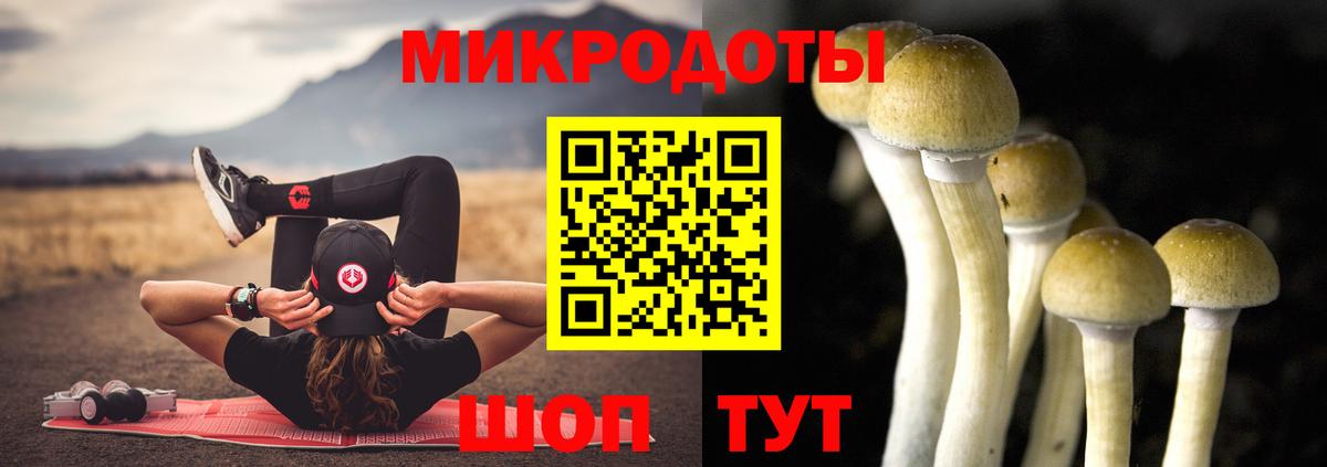 Псилоцибиновые грибы Psilocybe Десногорск